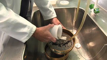How to transfer invertebrates into a tray