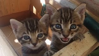 Cute kittens meowing