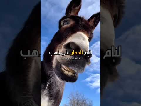 لو كان المال يأتي بالتعب لنام الحمار على الذهب