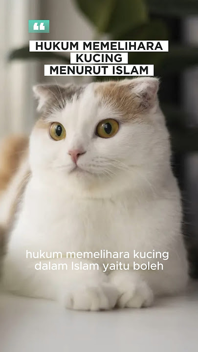 HUKUM MEMELIHARA KUCING DALAM ISLAM, TIDAK BOLEH DIJUAL