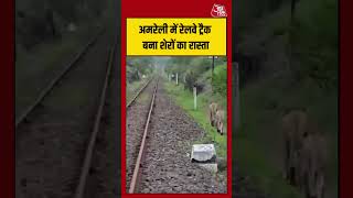 अमरेली में रेलवे ट्रैक बना शेरों का रास्ता #lion #viralvideo #shorts