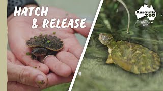 Critically endangered turtles returned to the wild | Wildlife Rescue Team by Australia Zoo 36,453 views 1 month ago 5 minutes, 37 seconds