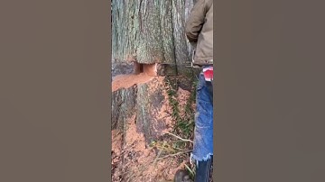 Big tree fell