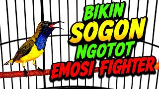 Pancingan sogon agar bunyi gacor emosi ngotot fighter‼️ materi isian cililin