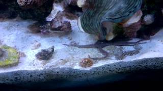 My New Cleanup Crew LiveAquaria, Build Your Own Reef Cleaner Package