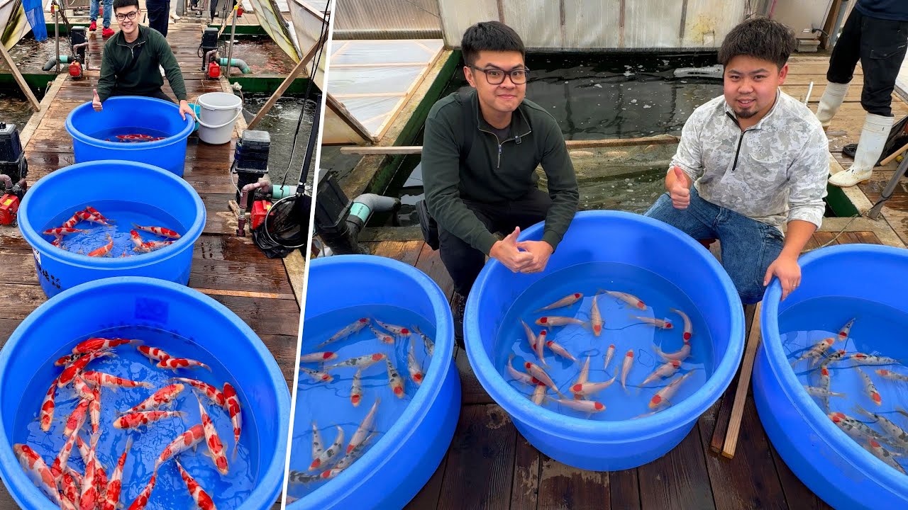 Hunt JUMBO TANCHO and KOHAKU KOI FISH at one of THE BEST KOI BREEDERS