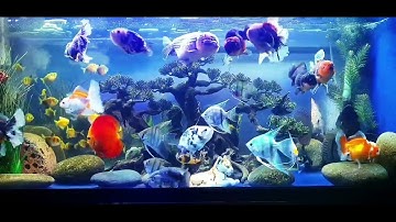 Chơi cá Vàng theo phong cách Thủy cung - cá Vàng Oranda, Ranchu nuôi cùng Dĩa, Thần Tiên & Cánh Buồm