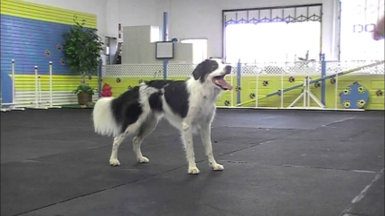dog does cartwheel dog does cartwheel