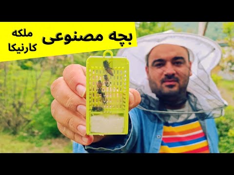 تصویری: گروه سینارا: بازخورد کارمندان