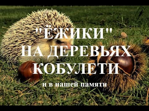 Ёжики на деревьях Кобулети Каштаны Ностальгия Аджария Грузия