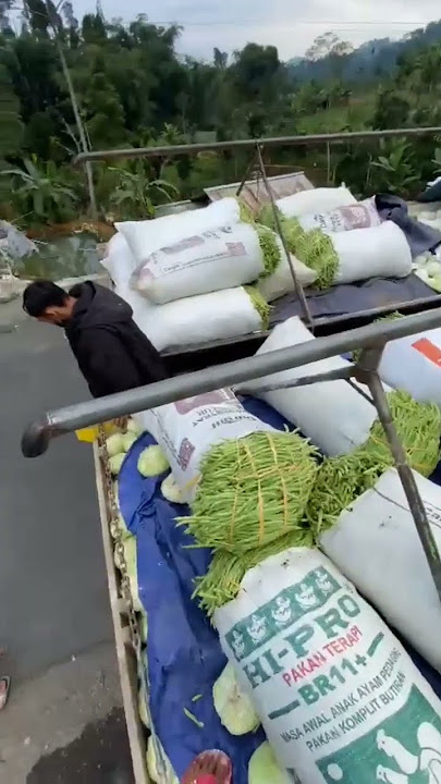 suasana panen kobis dan mau di kirim ke jakarta #diengwonosobo #banjarnegara #shorts