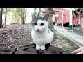 【気づくと置物化してしまう猫】A cat who transforms into a figurine