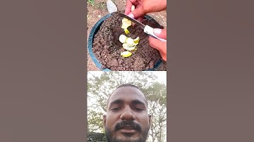 🌿Grow your jackfruit tree faster at home #gardening #farming #jackfruit #shorts