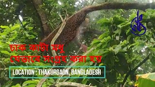 Exclusive :: চাক কাটা মধু যেভাবে সংগ্রহ করা হয় ।।Natural Pure Honey।। WahDa Shop।।