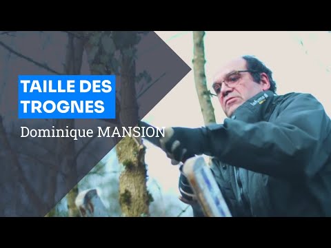 Taille des trognes,