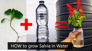 hydroponic gardening how to grow Salvia in Water | kratky method |Indian Hydroponics