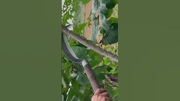 Tôi làm con dao quắm phát rẫy bằng thép vòng bi máy bay chặt cây như chặt chuối vậy thật hiếm gặp