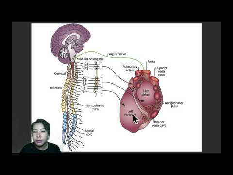 EP.8 ระบบประสาทอัตโนวัติ (Autonomic nervous system: ANS)