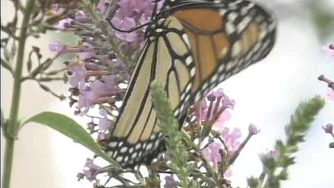 Marie Krantz Memorial Video