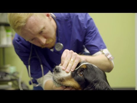 Video: ER-loomaarstide Kõrgeima Panusega Elu: Vahetult Kasutatav Konto