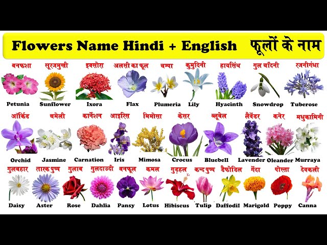 Flowers Name In English And Hindi With