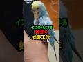 インコちゃんによる最強の妨害工作#セキセイインコ #コザクラインコ #インコ #かわいいですねぇ #妨害工作