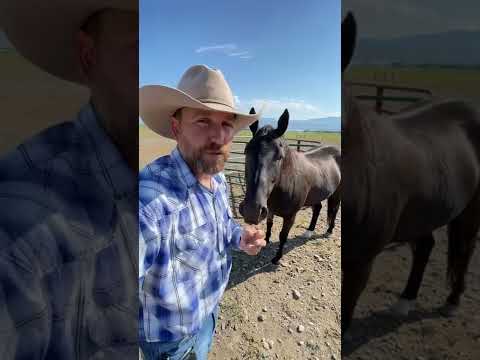 Video: Majú kone radi, keď sa na nich jazdí?