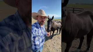 3 Things About Horses You May Not Know