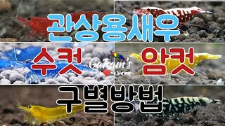 관상용새우 암수구별 방법. 생이새우 키우기, 비쉬림프 키우기