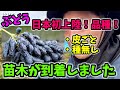 【ぶどう🍇】日本初上陸品種の苗木が届きました【179回目】佐賀県吉野ヶ里町で果樹栽培日誌#ぶどう栽培#シャインマスカット#ブルーベリー栽培