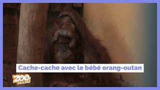 Cache-cache avec le bébé orang-outan