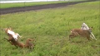 Galgos y Liebres 2016 - Pergamino