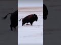 He messed with the WRONG bison... 😱 #animals #wildlife