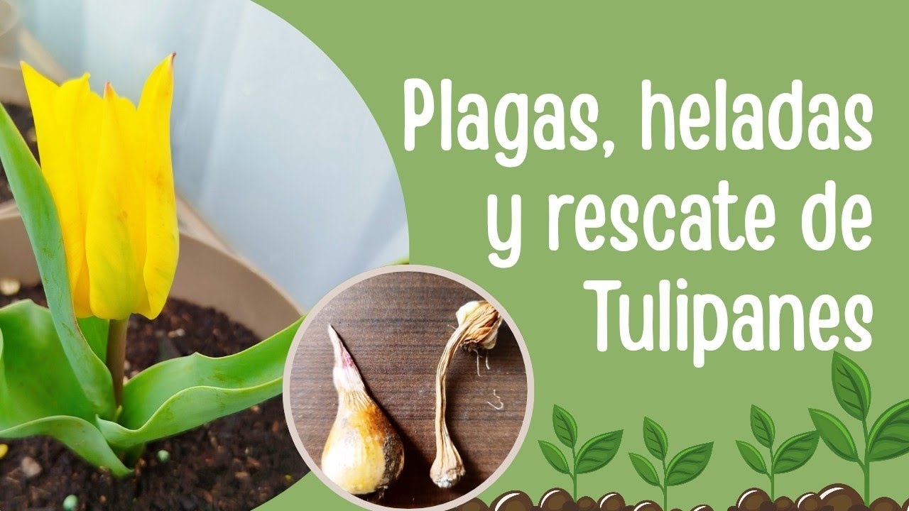 Tulipanes en problemas 🌷❄️ | Cómo los rescaté paso a paso Parte 2
