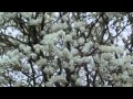 もくれんの花