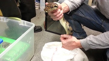 Local Reptile Shop - Rescued Amethystine Python