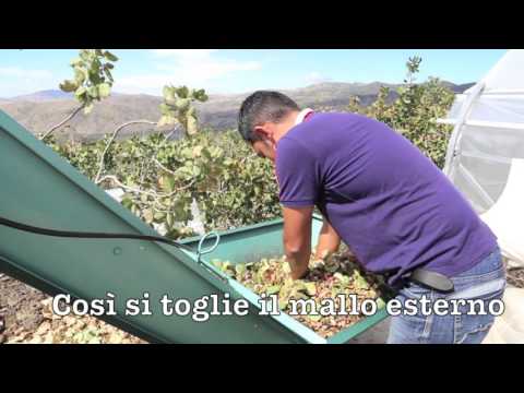 Pistacchio di Bronte Dop Raccolta