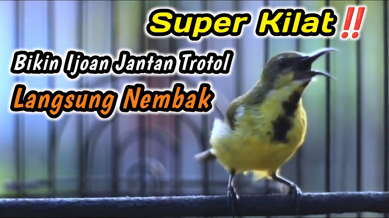 CUIT CUIT CERRR PANCINGAN PENGGACOR PALING COCOK UNTUK SEMUA SOGON‼️HITUNGAN DETIK LANGSUNG NEMBAK