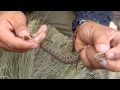 Serpiente venenosa Mexicana (Perote - Veracruz)