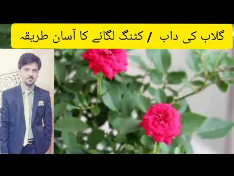 گلاب کی کٹنگ یا قلم لگانے کا آسان طریقہ|| An easy way to cut or Qallam a rose