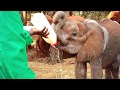 Orphaned baby elephant Dololo is rescued | Sheldrick Trust