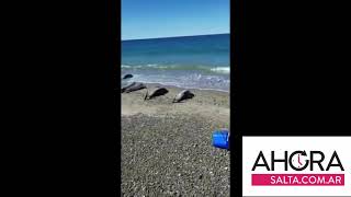 Video: Varamiento masivo de delfines en Madryn