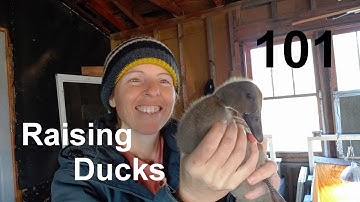 Before Getting Your Ducklings Watch This!