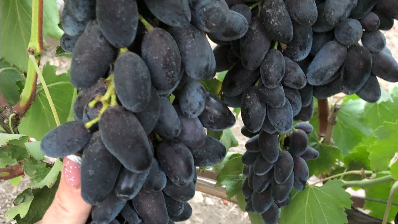 Адмірал та Чорний рояль- ГФ Калугіна на 29.08.25р.- гарні та смачні ягоди 