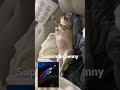 I M Superman Funnyvideo Chiwawa Funnydogs Funnydogsvideos Superman Chihuahua Chihuahua2022 I M Superman Funnyvideo Chiwawa Funnydogs Funnydogsvideos Superman Chihuahua Chihuahua2022
