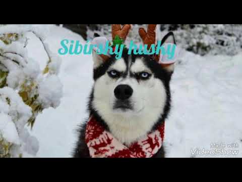 Video: Ako Sa Starať O Sibírskeho Huskyho