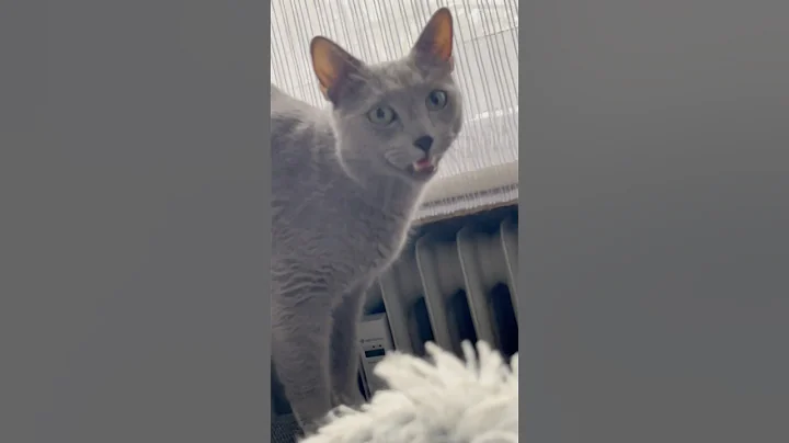 Video 7592081: russianbluecats cat, cute russian blue cat, russianbluecats catlover, cats cute animals catlover