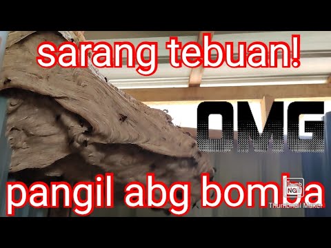 Jumpa sarang tebuan! Pangil abg bomba! 