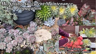 Spring Succulent Maintenance and Propagation