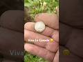 Metal detecting a lil bit of Canada #metaldetecting #coin #shortvideo